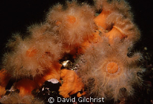 Anemone Cluster, Queen Charlotte Island on Canada's West ... by David Gilchrist 
